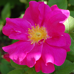 Apothecary's Rose