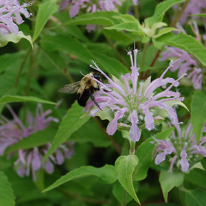 Attracting Beneficial Insects with Herbs