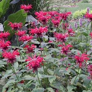Herbs for Your Hummingbird Garden