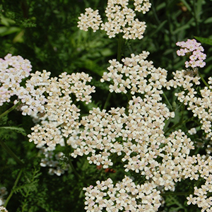 Yarrow - Advice From The Herb Lady