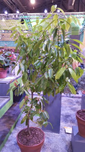 Cinnamon tree on display at a flower show