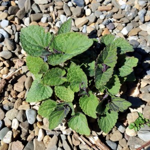 Anise Hyssop