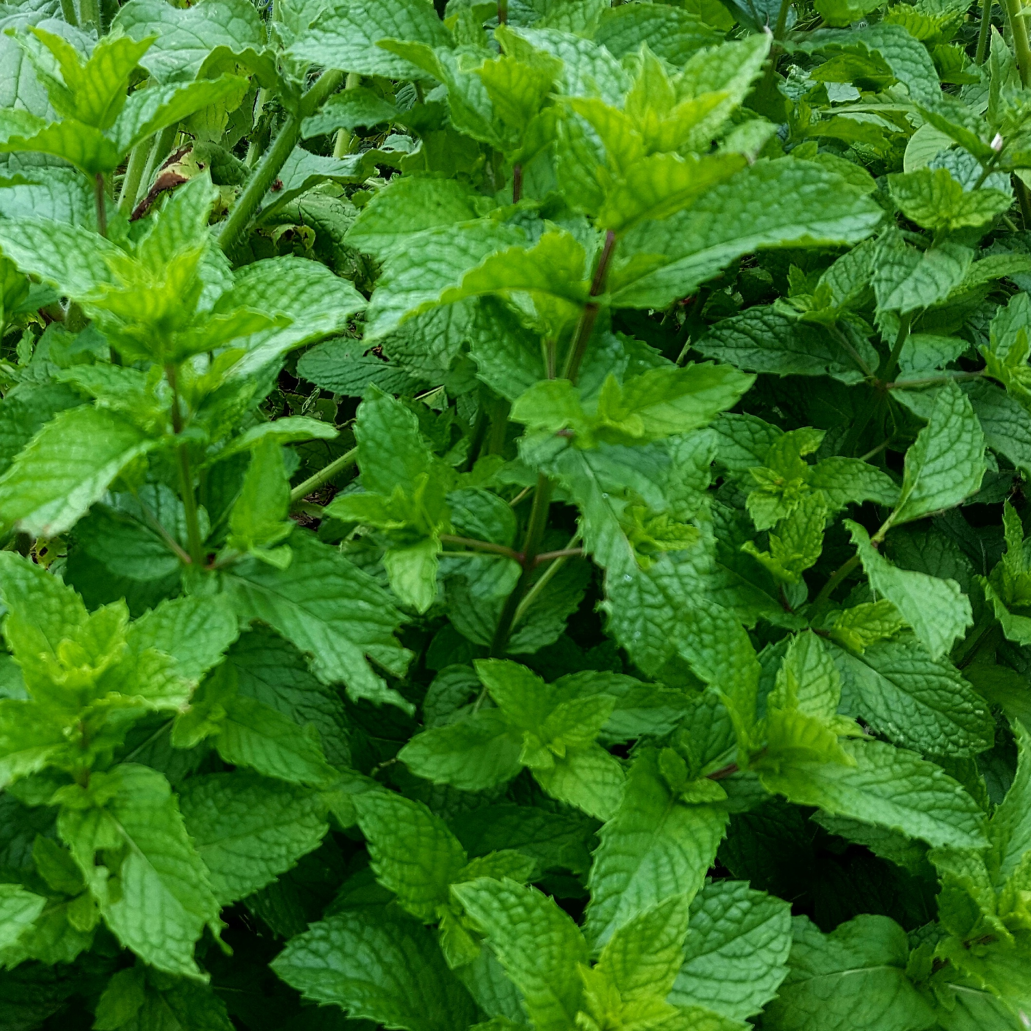 Grown from seed, supposed to be mint. Leaves are too big and the flavors of  licorice and spearmint, but the leaves aren't the right shape. Any ideas?  Cilantro for scale. : r/gardening