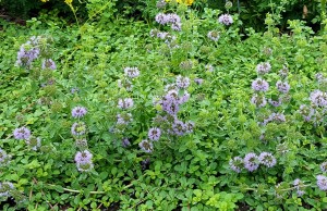Pennyroyal Herb Cut&Sifted Hedeoma pulegiodes Brand: Herbies Herbs 454g = One Pound