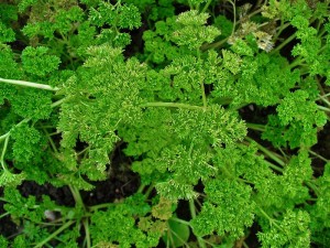 Parsley curly