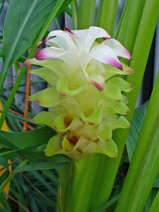 turmeric-flower