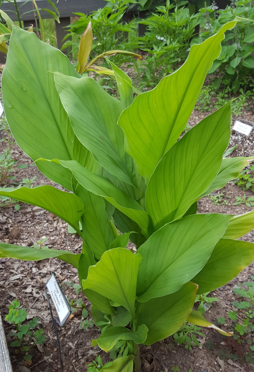 turmeric-plant