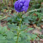 Monkshood, Wolfsbane