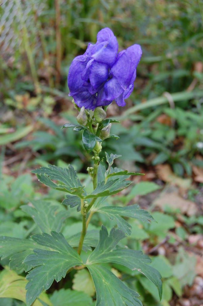 Monkshood, Wolfsbane