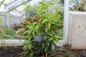 Allspice tree in a greenhouse