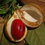 nutmeg-seed-and-aril
