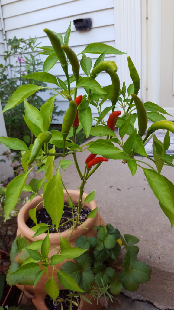pepper-plant