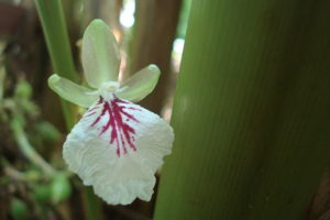 cardamom-flower