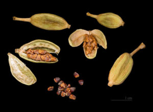 cardamom-seeds-and-pods