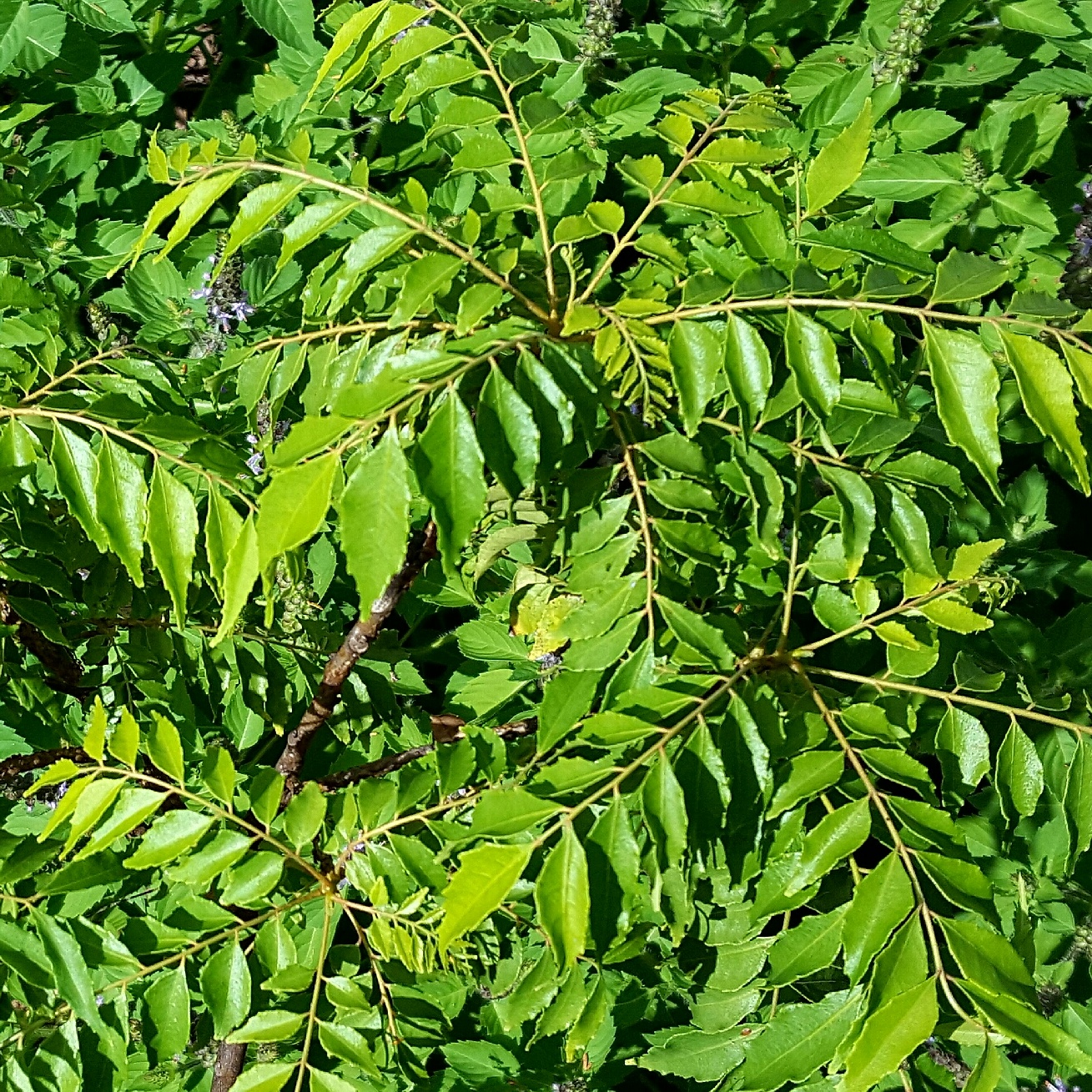 2x Curry leaf tree Bergera koenigii L. 