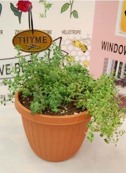 Flower Show Thyme