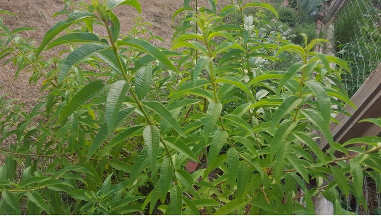 What is Lemon Verbena Used For?