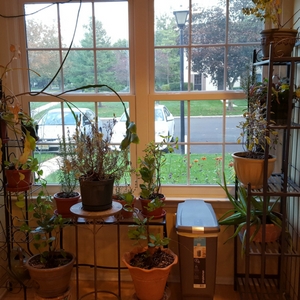 Growing Herbs Indoora