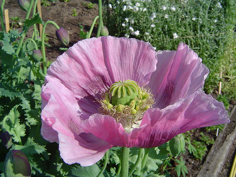 Poppies opium