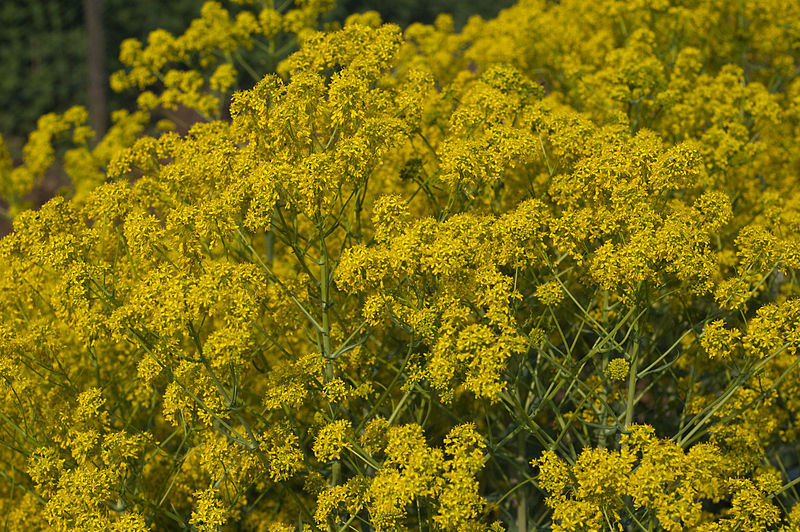 Woad - Advice From The Herb Lady