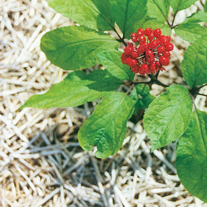 Mature ginseng with berries