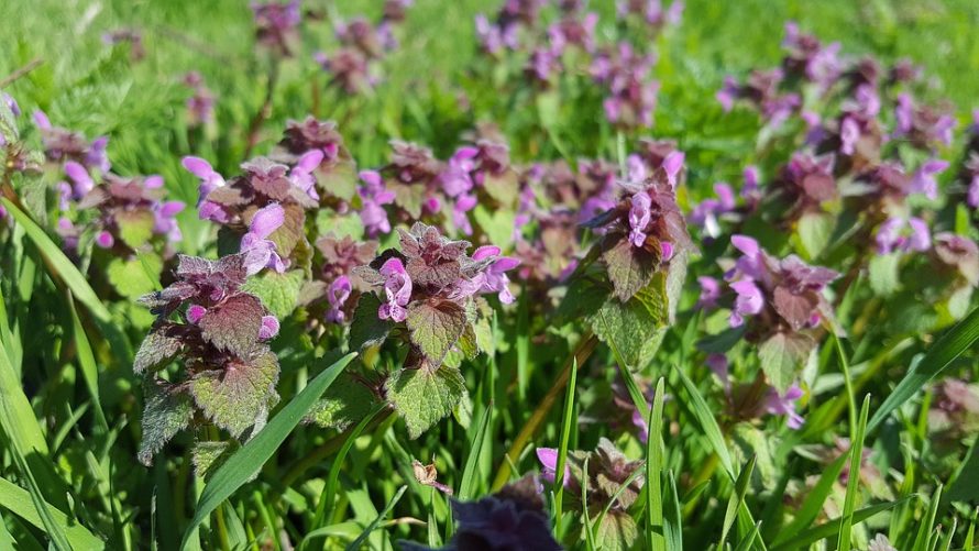 Purple Dead Nettle