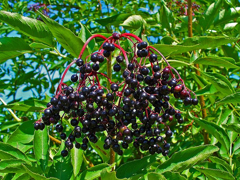 Elderberry Berries