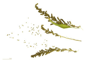 Epazote seeds can be harvested in the fall by rubbing the dried seedpods.