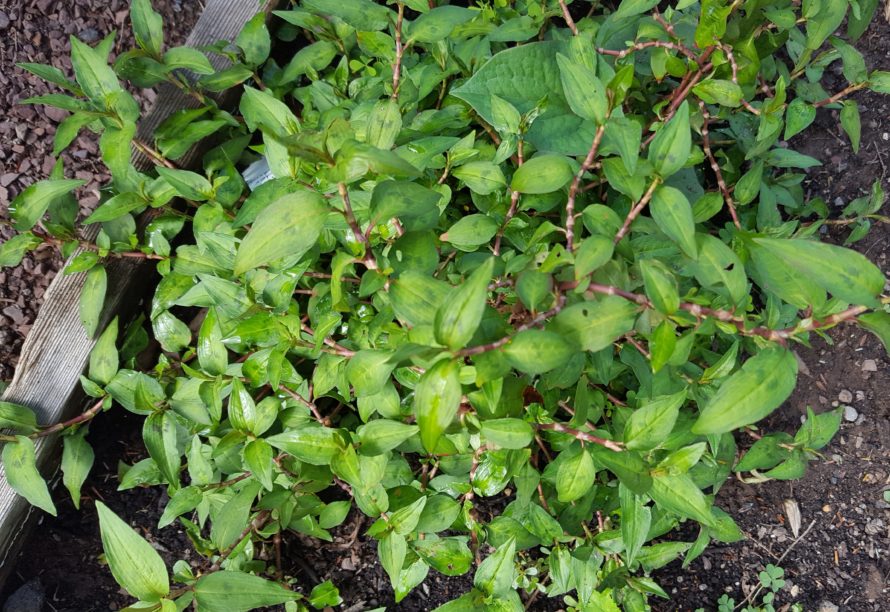 Vietnamese Coriander