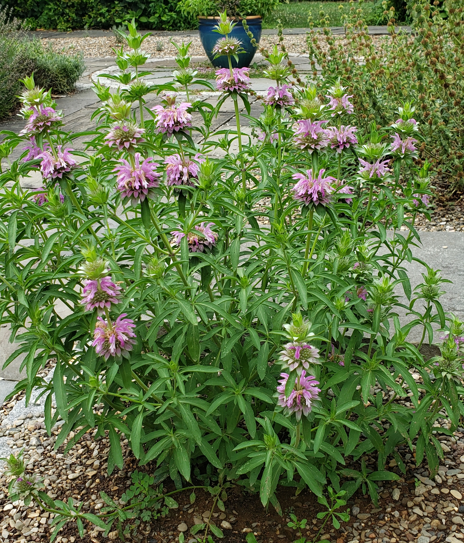 Lemon Bee Balm Horsemint Advice From The Herb Lady