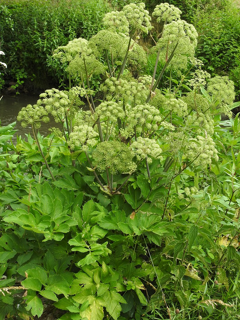 quotes about angelica plant