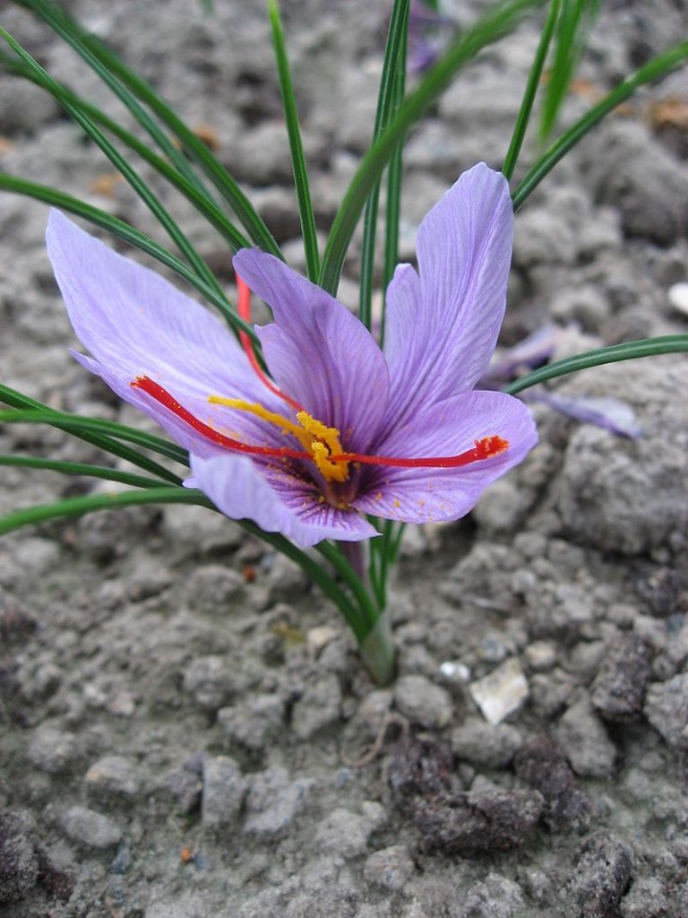 Saffron Crocus