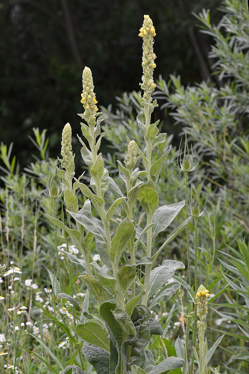 mullein-advice-from-the-herb-lady