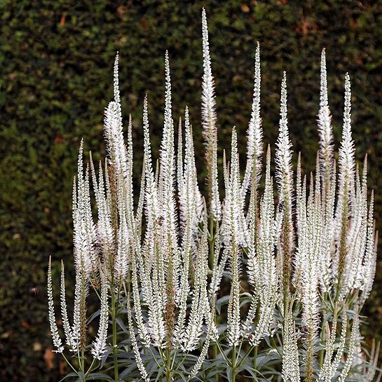 Culver's Root