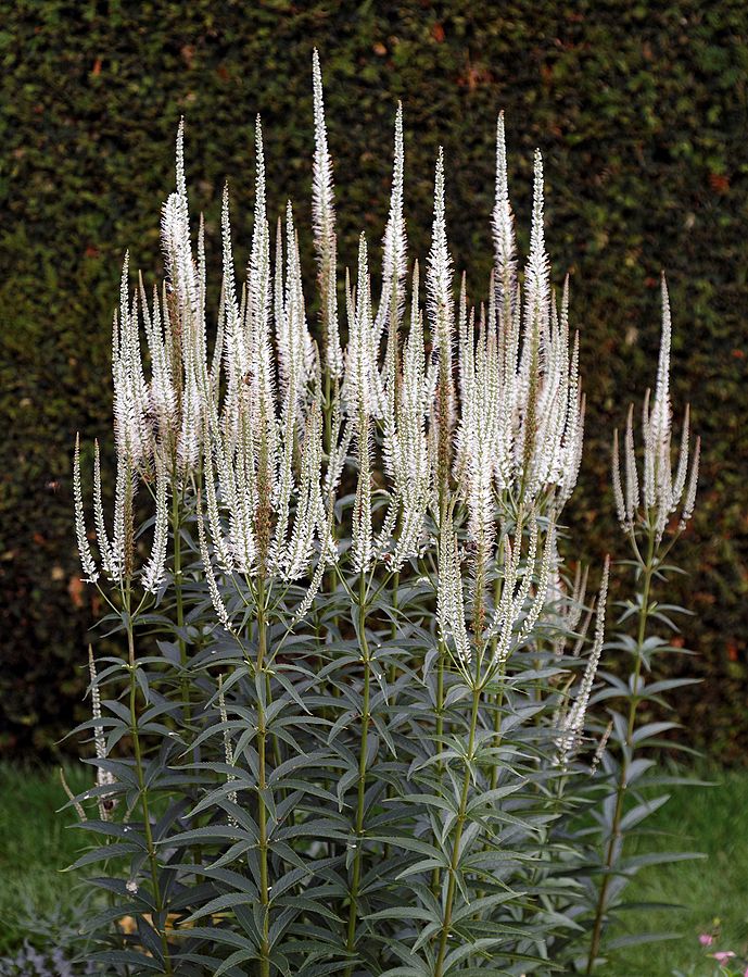 Culver's Root