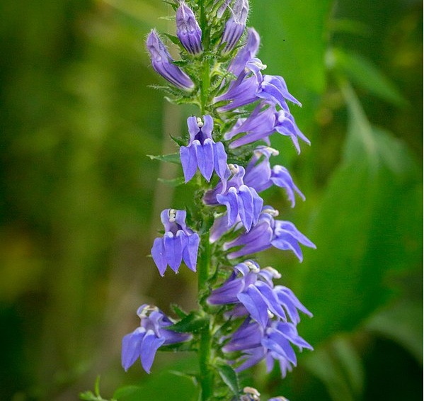 Great Blue Lobelia