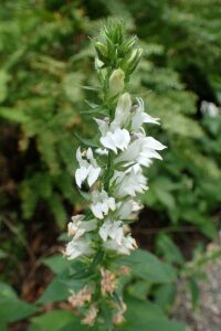 The flowers can also be white