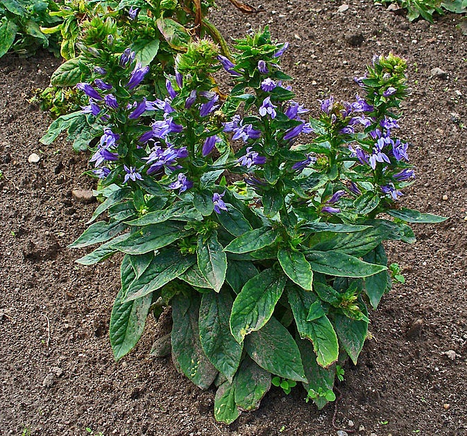 Great Blue Lobelia