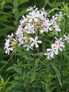 White Soapwort Flowers